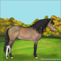 Horse Color:Brown Dun 