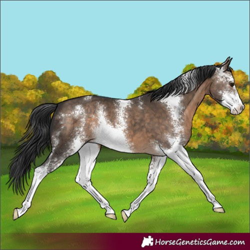 Horse Color:Brown Dun Sabino 