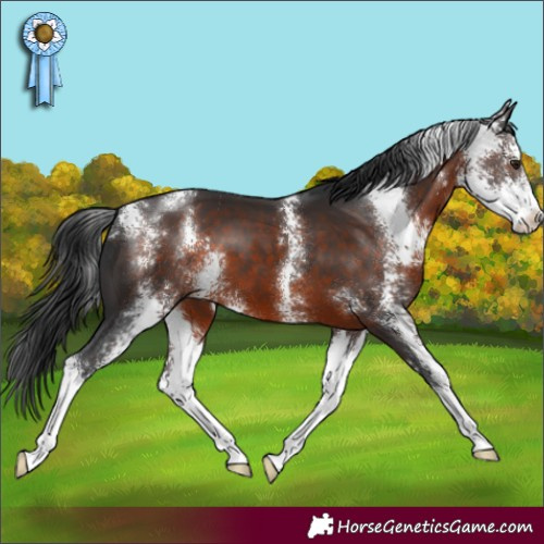 Horse Color:Brown Sabino 