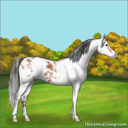 Horse Color:Buckskin Sabino 