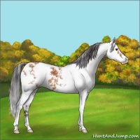 Horse Color:Buckskin Sabino