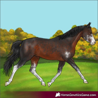 Horse Color:Brown Sabino