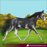 Horse Color:Black Sabino 