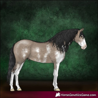 Horse Color:Brown Dun Sabino 