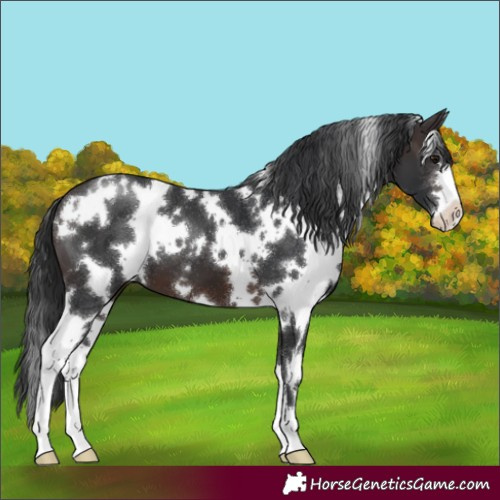 Horse Color:White Spotted Brown 