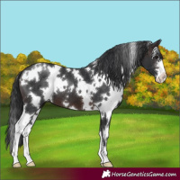Horse Color:White Spotted Brown 