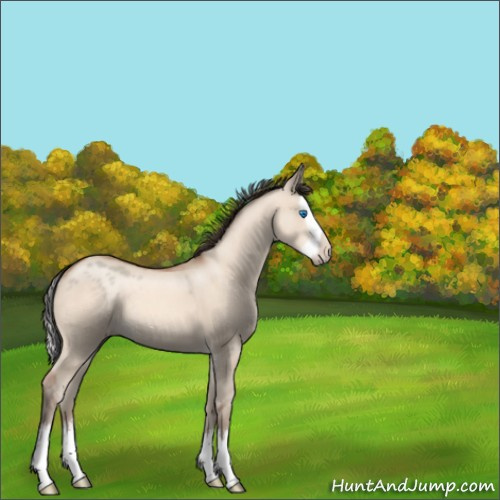Horse Color:Sable Champagne Dun Sabino Splash Rabicano 