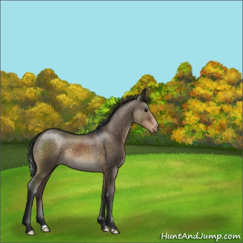 Horse Color:Brown Dun Sabino Appaloosa Rabicano 