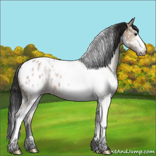 Horse Color:White Spotted Brown Dun Appaloosa 