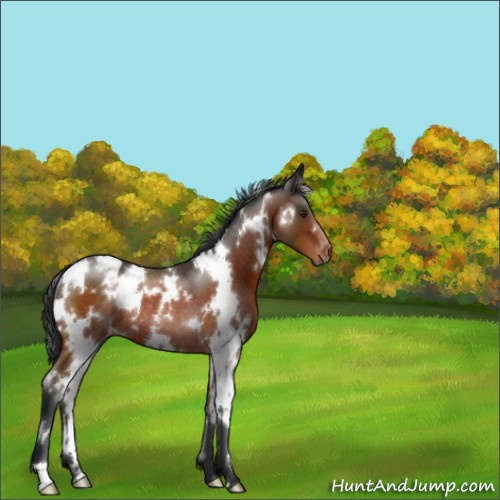 Horse Color:White Spotted Brown Appaloosa Rabicano 