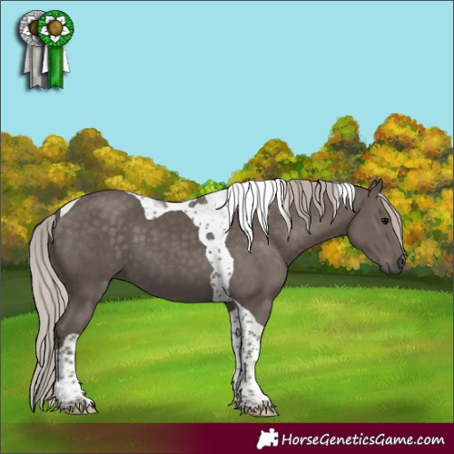 Horse Color:Silver Black Tobiano 