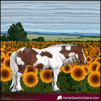 Horse Color:Silver Bay Tobiano Rabicano  and Silver Bay Sabino Rabicano 