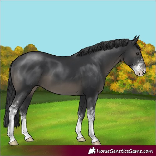 Horse Color:Black Sabino
