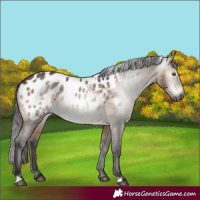 Horse Color:Gray Brown Dun Appaloosa 