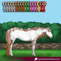 Horse Color:White Spotted Liver Red Dun Sabino Frame 