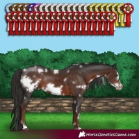Horse Color:White Spotted Liver Chestnut Sabino Frame Rabicano 
