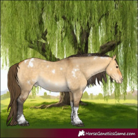 Horse Color:White Spotted Buckskin Dun Tobiano Blanket Rabicano 