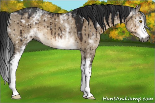 Horse Color:Gray White Spotted Brown Dun Brindle 
