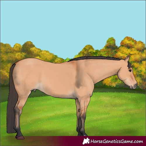 Horse Color:Bay Dun