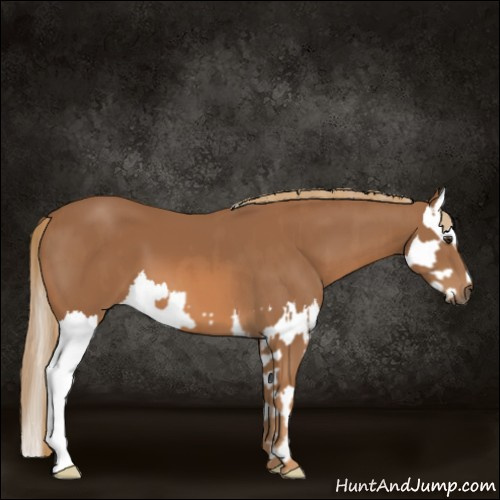 Horse Color:Chestnut  and Chestnut Splash 