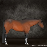 Horse Color:Bay  and Bay 