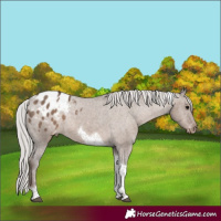 Horse Color:Silver Grullo Tobiano Appaloosa Rabicano 