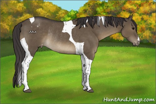 Horse Color:Smoky Grullo Tobiano Appaloosa Rabicano 