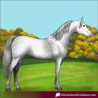Horse Color:Gray Black 