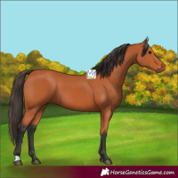 Horse Color:Bay 