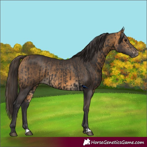 Horse Color:Smoky Black  and Buckskin 