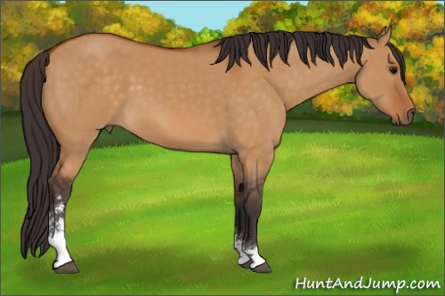 Horse Color:Buckskin Dun Sabino 