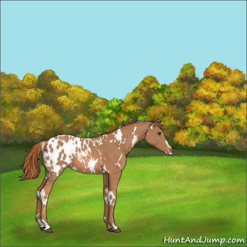 Horse Color:White Spotted Chestnut Sabino Appaloosa 