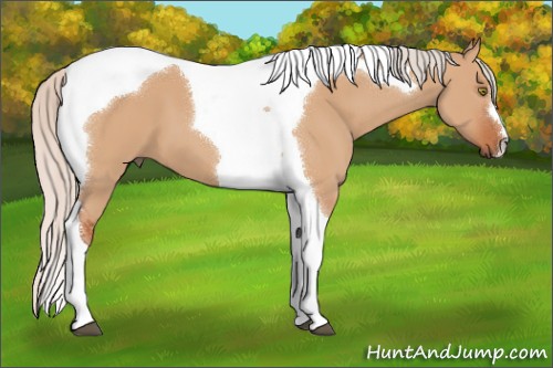 Horse Color:Silver Bay Dun Tobiano 