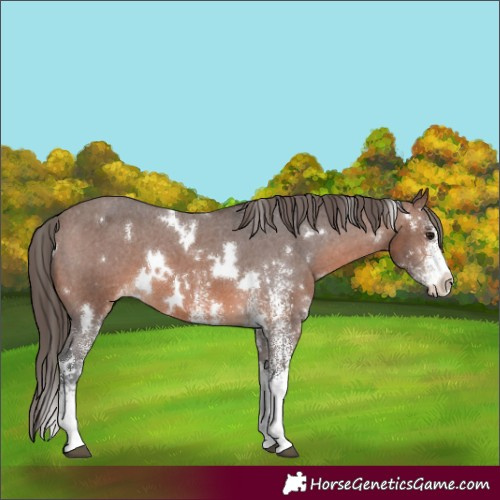 Horse Color:White Spotted Brown Appaloosa 