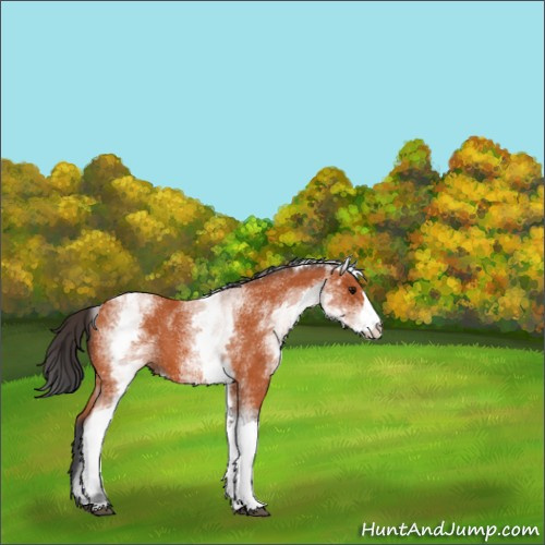 Horse Color:Unknown 