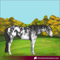 Horse Color:White Spotted Black Appaloosa 