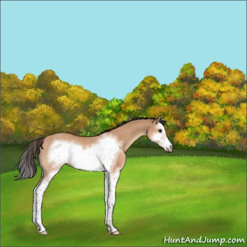 Horse Color:Bay Dun Splash Frame Rabicano 