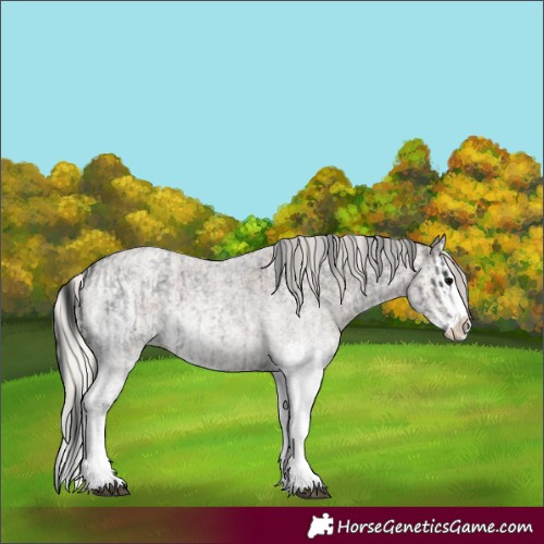 Horse Color:White Spotted Blue Roan Splash Rabicano  and White Spotted Silver Blue Roan Splash Rabicano 
