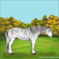 Horse Color:White Spotted Blue Roan Splash Rabicano  and White Spotted Silver Blue Roan Splash Rabicano 