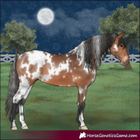 Horse Color:White Spotted Bay 