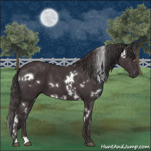 Horse Color:White Spotted Smoky Black