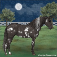 Horse Color:White Spotted Smoky Black 