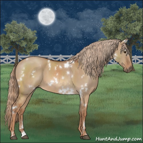 Horse Color:White Spotted Red Dun 