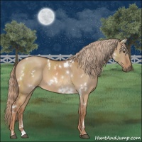 Horse Color:White Spotted Red Dun 