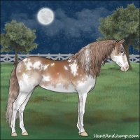 Horse Color:White Spotted Liver Chestnut Sabino Splash Rabicano