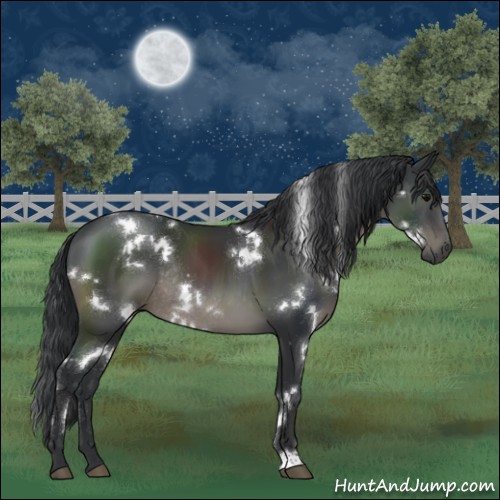 Horse Color:White Spotted Black Rabicano 
