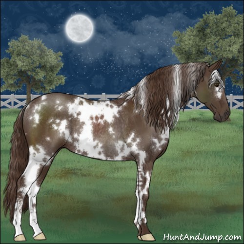 Horse Color:White Spotted Liver Chestnut Sabino Rabicano