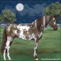 Horse Color:White Spotted Liver Chestnut Sabino Rabicano 