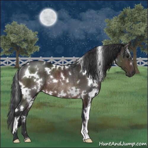 Horse Color:White Spotted Brown Rabicano