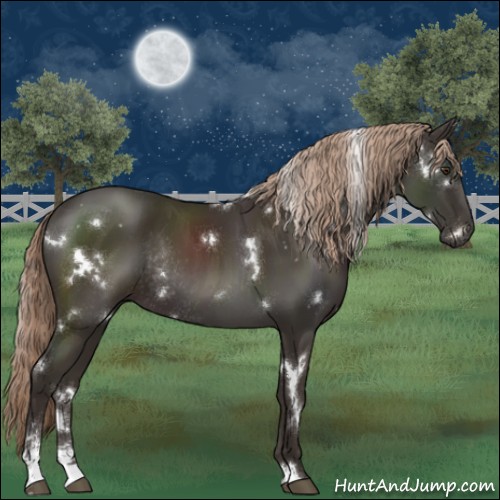 Horse Color:White Spotted Liver Chestnut Sabino Rabicano